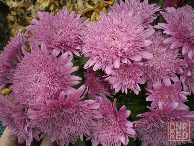 Хризантема мультифлора Донецк - изображение 7