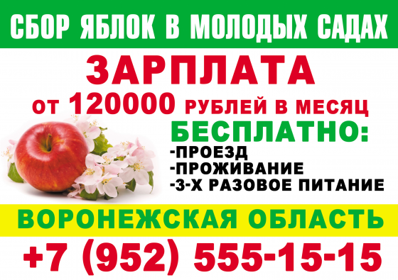 Работа! Сбор яблок. Донецк
