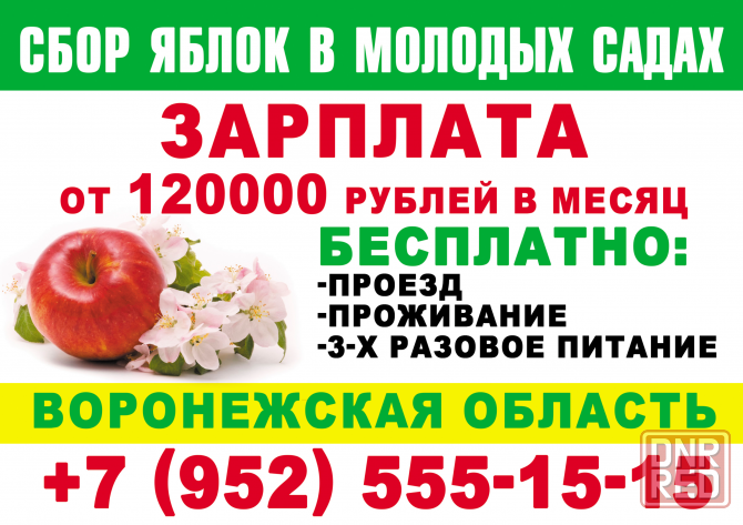 Работа! Сбор яблок. Донецк - изображение 1