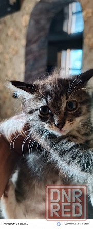 котята курильский бобтейл Донецк - изображение 6