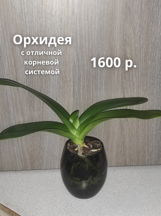 Орхидеи и другие Макеевка