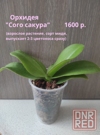 Орхидеи и другие Макеевка - изображение 2