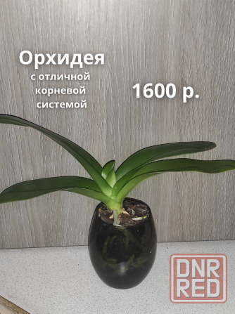 Орхидеи и другие Макеевка - изображение 4