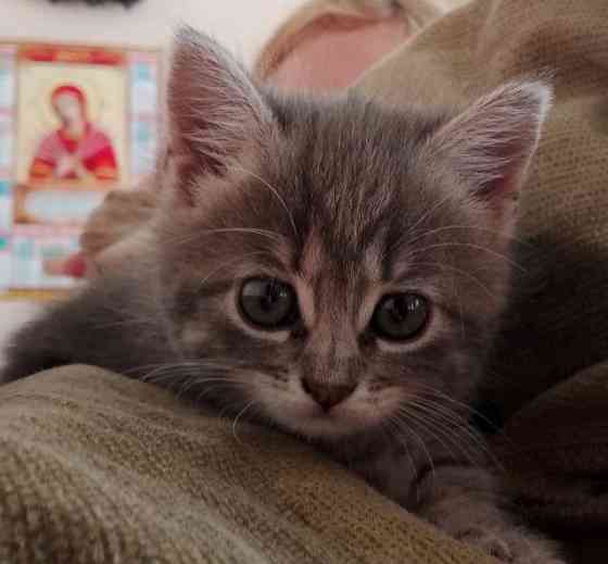 Котёнок девочка Донецк