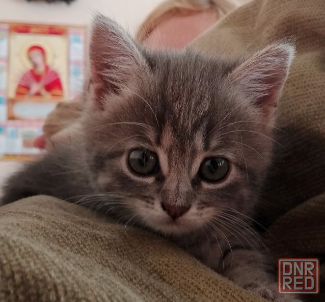 Котёнок девочка Донецк - изображение 3