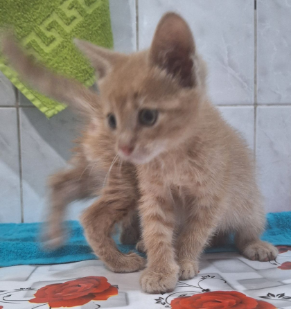 Отдам котят Макеевка