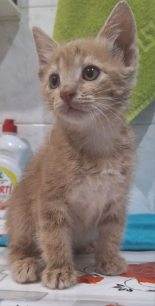 Отдам котят Макеевка
