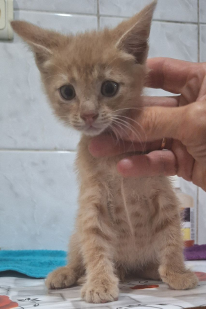 Отдам котят Макеевка