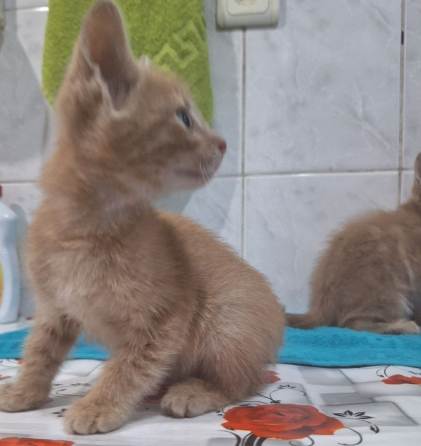 Отдам котят Макеевка