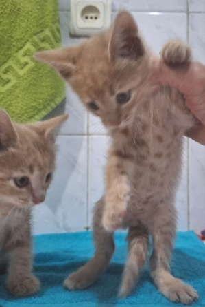 Отдам котят Макеевка