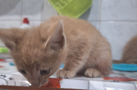 Отдам котят Макеевка