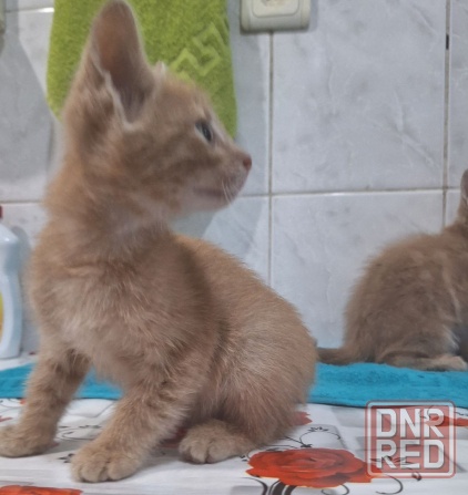 Отдам котят Макеевка - изображение 5