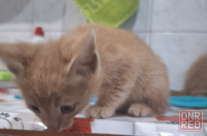 Отдам котят Макеевка - изображение 6