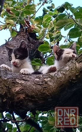 Отдам даром котят Горловка - изображение 1