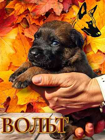 Бронь на щенка Мариуполь