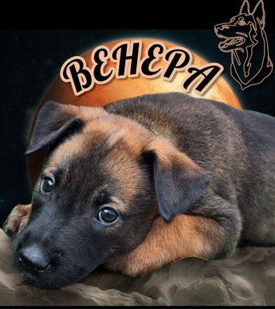 Бронь на щенка Мариуполь