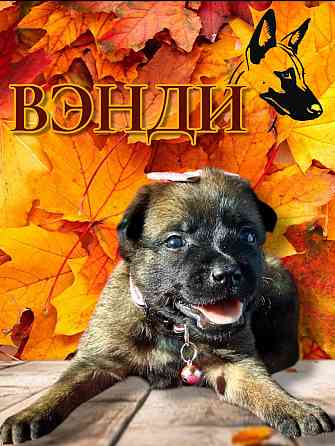 Бронь на щенка Мариуполь