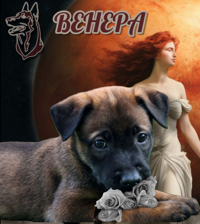 Бронь на щенка Мариуполь