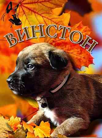 Бронь на щенка Мариуполь