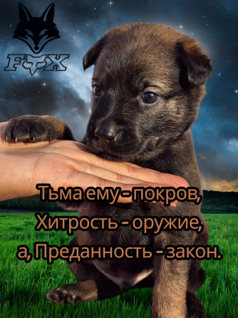 Бронь на щенка Мариуполь