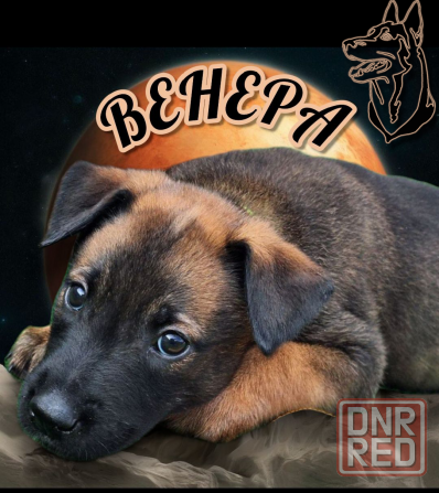 Бронь на щенка Мариуполь - изображение 2