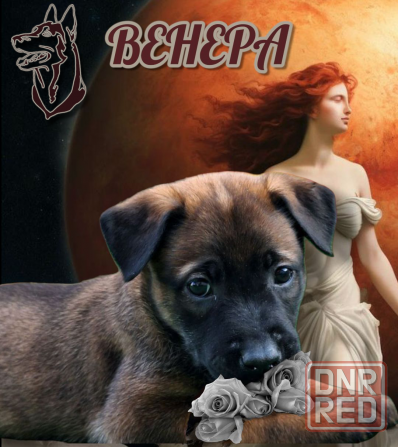 Бронь на щенка Мариуполь - изображение 3