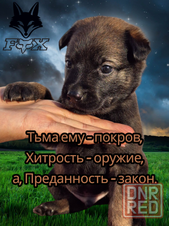 Бронь на щенка Мариуполь - изображение 3