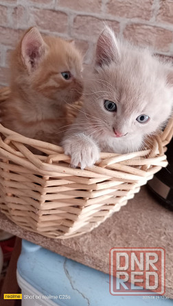 Котята в хорошие руки Горловка - изображение 3