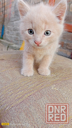 Котята в хорошие руки Горловка - изображение 1