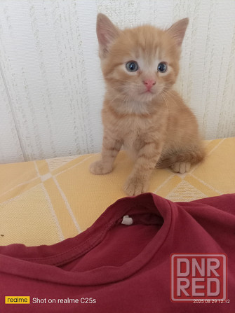Котята в хорошие руки Горловка - изображение 2