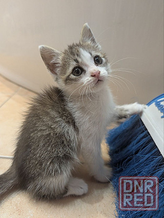 Отдам котенка, Луганск Луганск - изображение 3