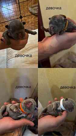 щенки французского бульдога Донецк