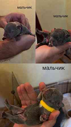 щенки французского бульдога Донецк