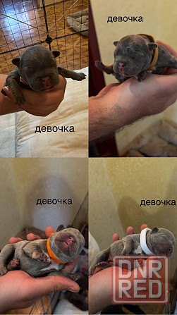 щенки французского бульдога Донецк - изображение 1