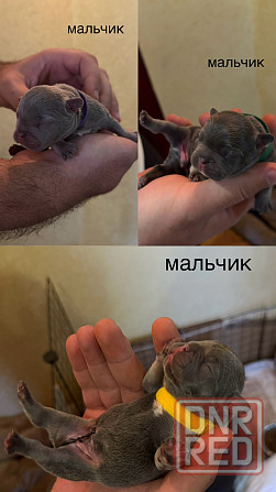 щенки французского бульдога Донецк - изображение 2