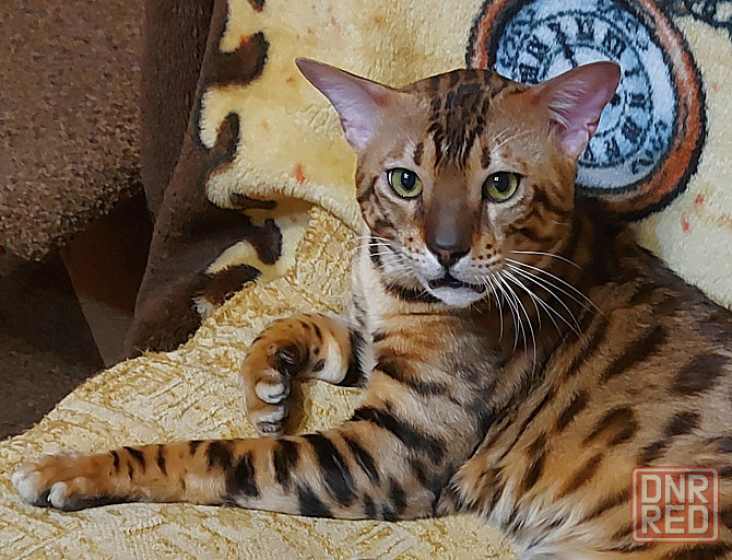 Котята серенгети, бронирование Мариуполь - изображение 3