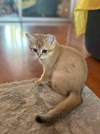 Котята британской шиншиллы Мариуполь