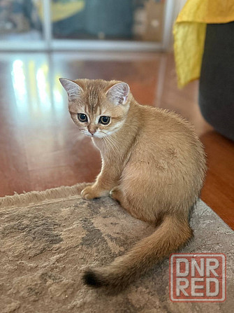 Котята британской шиншиллы Мариуполь - изображение 2