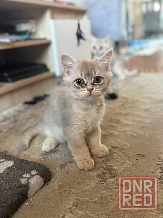 Котята британской шиншиллы Мариуполь - изображение 3
