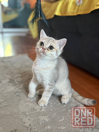 Котята британской шиншиллы Мариуполь - изображение 1