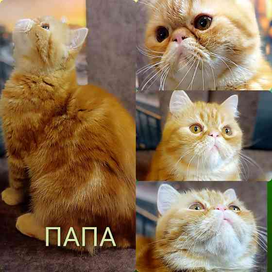 Котик экзот Макеевка