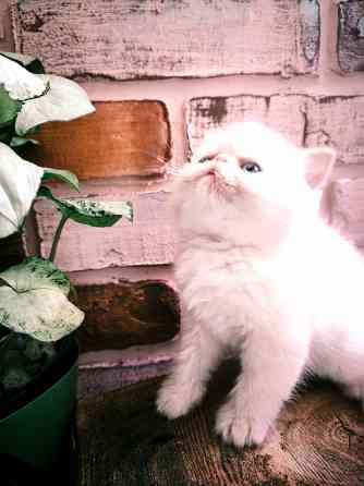 Котик экзот Макеевка