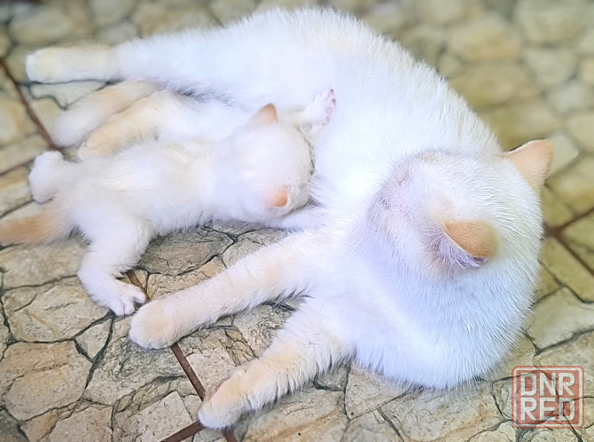 Котик экзот Макеевка - изображение 6