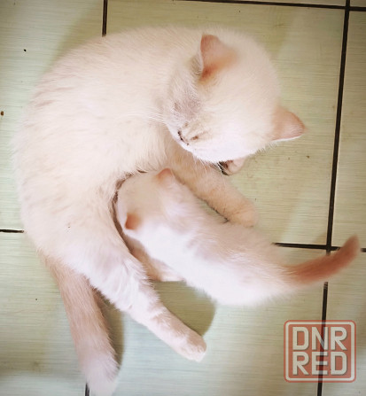 Котик экзот Макеевка - изображение 7