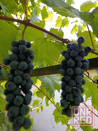 Продам винный виноград Донецк - изображение 2