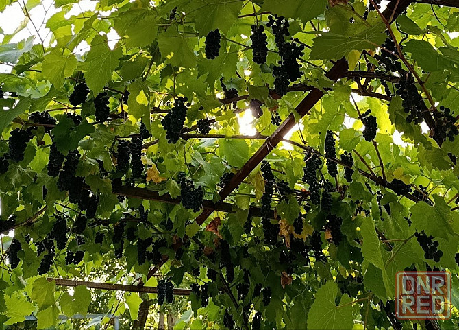 Продам винный виноград Донецк - изображение 1