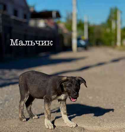 Щенки ищут дом! Донецк