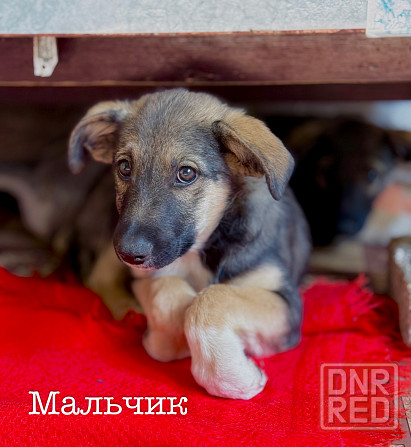 Щенки ищут дом! Донецк - изображение 6