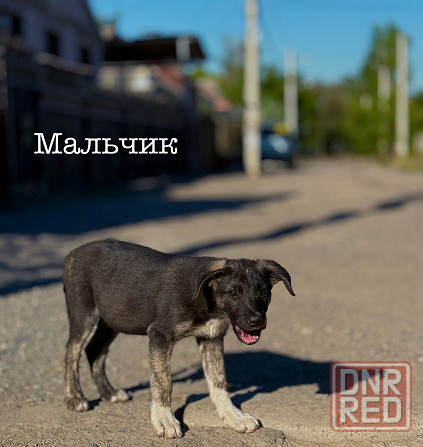 Щенки ищут дом! Донецк - изображение 2