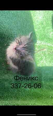 Отдам котят в хорошие руки Донецк